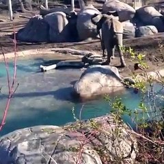 Une oie qui ne se laisse pas intimider par la taille de cet éléphant !