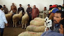 le mouton marocaine  مسابقة اختيار احسن كبش صردي في المغرب