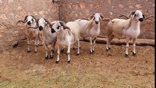 le mouton marocaine افضل ما رأت عيني - الصردي الاصيل