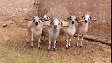 افضل كبش صردي الكبش الملكي صردي Le mouton Marocaine