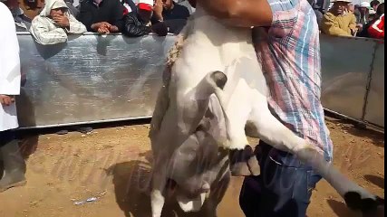 أكباش مدينة البروج الصردي الأصيل 🐑 | شاهد أجود أنواع اللحوم التقليدية