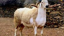 كباش مدينة البروج - الصردي الأصيل