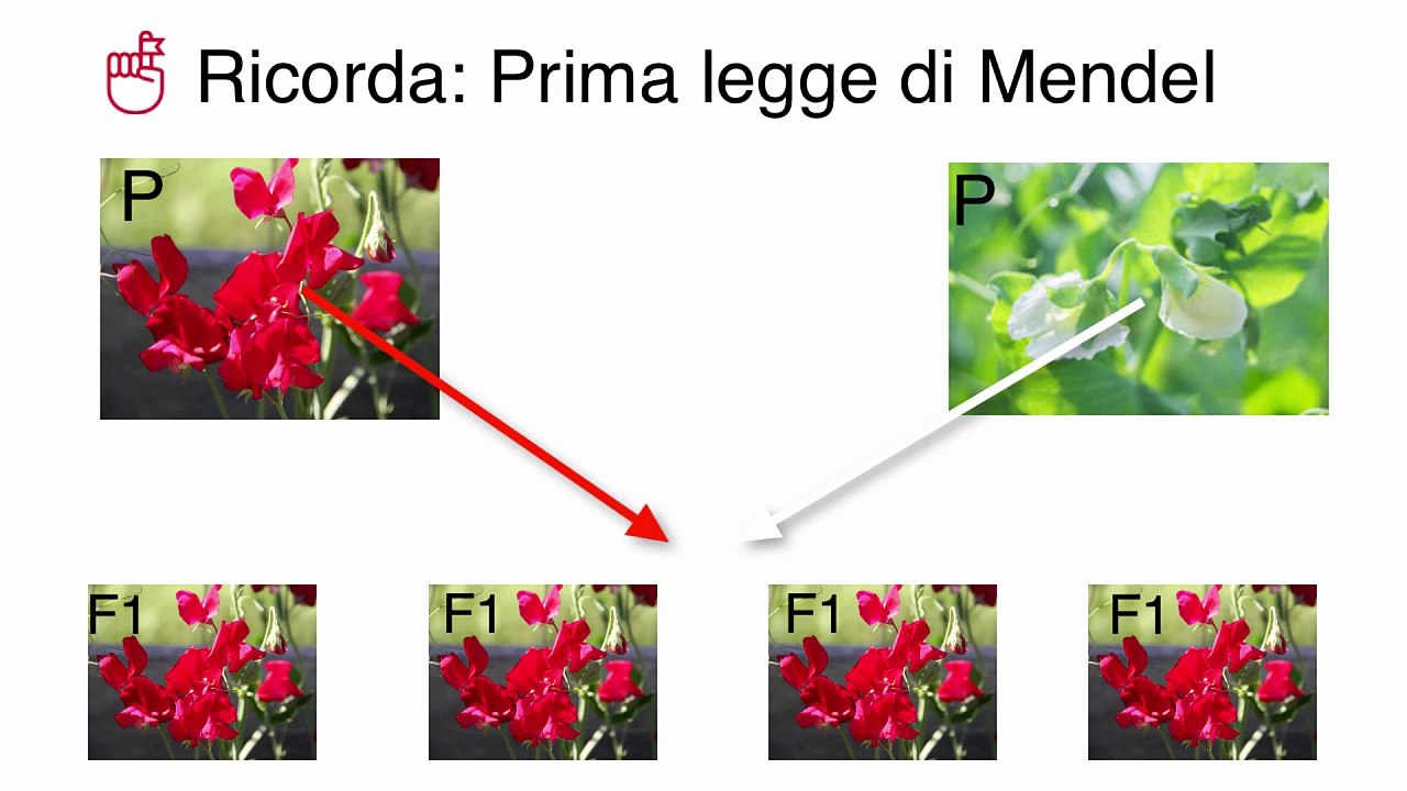 La seconda legge di Mendel (by AP)