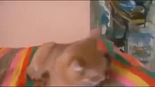 masti