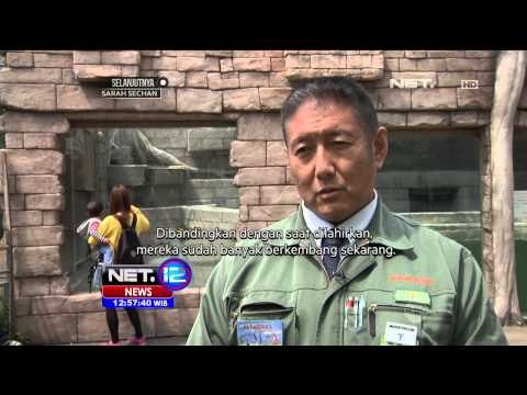 4 Bayi harimau putih dipamerkan di Kebun Binatang Saitama Tobu - NET12