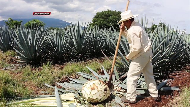 Tequila, eficaz para prevenir la osteoporosis