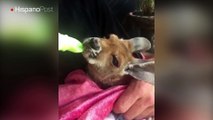 En Australia a los canguros recién nacidos los tratan como bebés