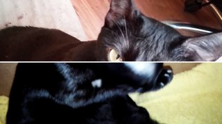 Kotka i jej 5 kociaków 8dni po okoceniu