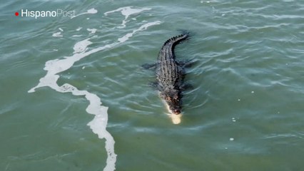 Un cocodrilo de agua salada se pelea el almuerzo con un tiburón