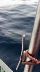 Swimming Eagle Rescued by Maine Lobstermen