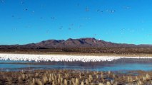 Snow Geese Take Flight in Bosque del Apache
