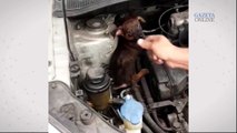 Filhote de cachorro é encontrado dentro de capô de carro em Vitória