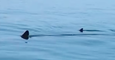 Boater Encounters 16-foot Shark off Coast of New Brunswick