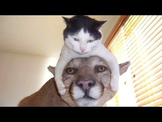 The funniest and most hilarious ANIMAL videos