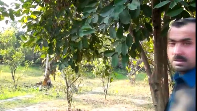 Pashto New Songs 2017 Album Niaz Bin Zama Janan - Janana Janana