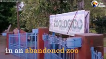 Animals Left To STARVE At Zoo Experience Love for the First Time  The Dodo