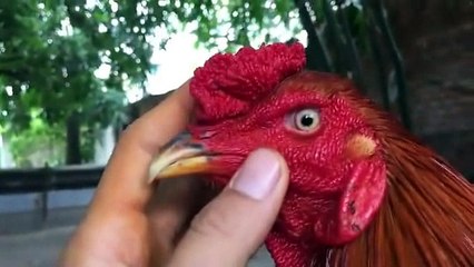 Top 5 Mẻ gà không sợ mít trà cú nhưng được bán với giá rẻ bèo 2-5 triệu