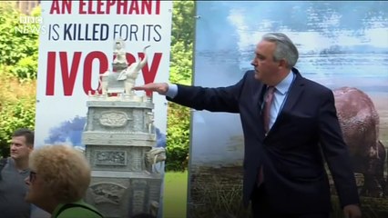 'Five baby elephants died to make this' - BBC News