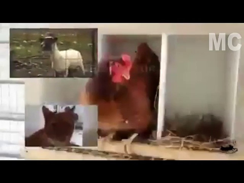 Funny Sing Together