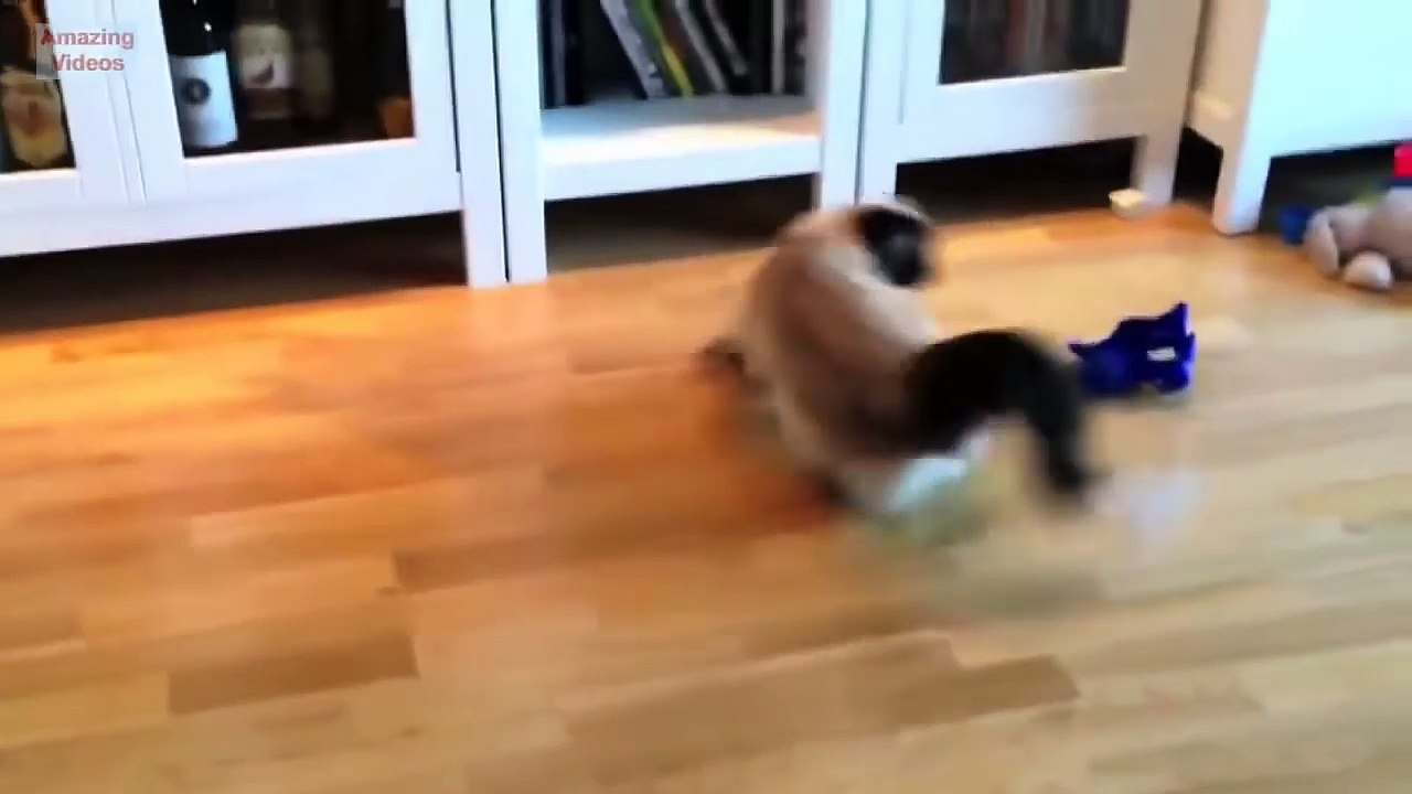 Funny Cat Jump Fail