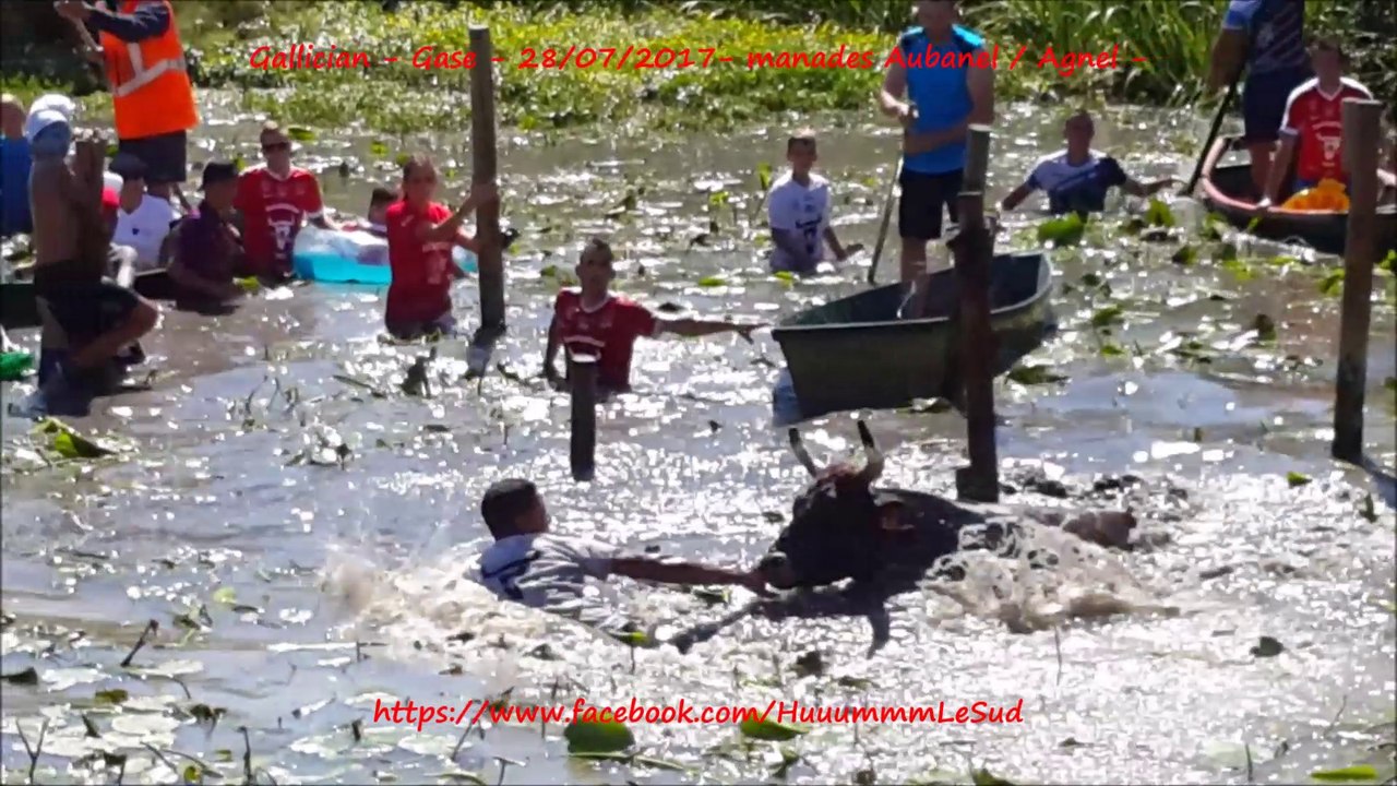 Gallician-Gases-3 toros échappés-28/07/2017-Aubanel-Agnel