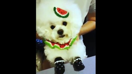 poodle so cute ...HOT!!!