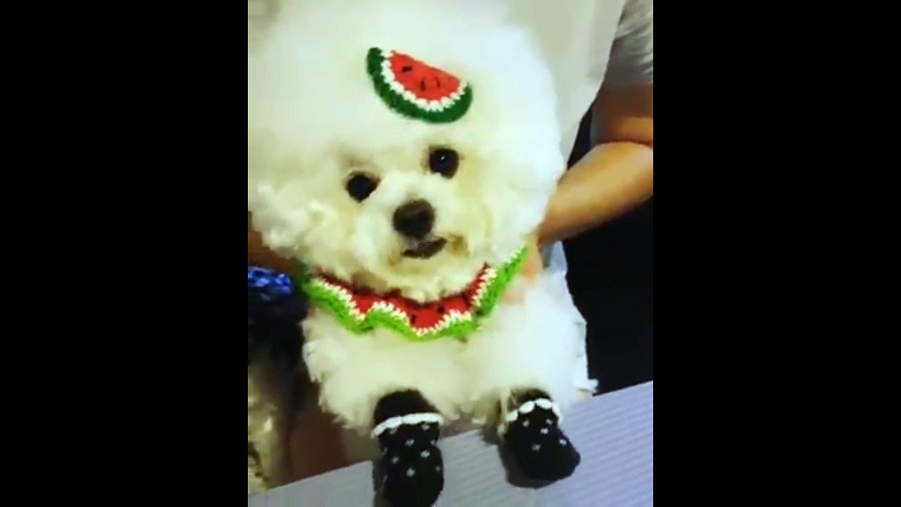poodle so cute ...HOT!!!