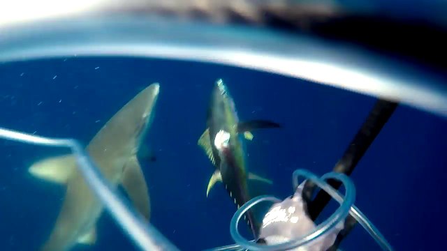 Un requin attaque un plongeur pour lui voler sa nourriture