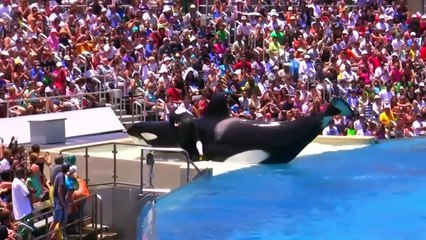 Amazing! This is Video You Need To See Before You Die