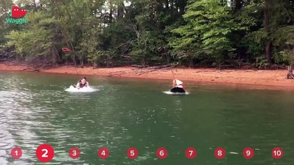 Bear Destroying Signs & Squirrel Riding Fan // Funny Animal Compilation