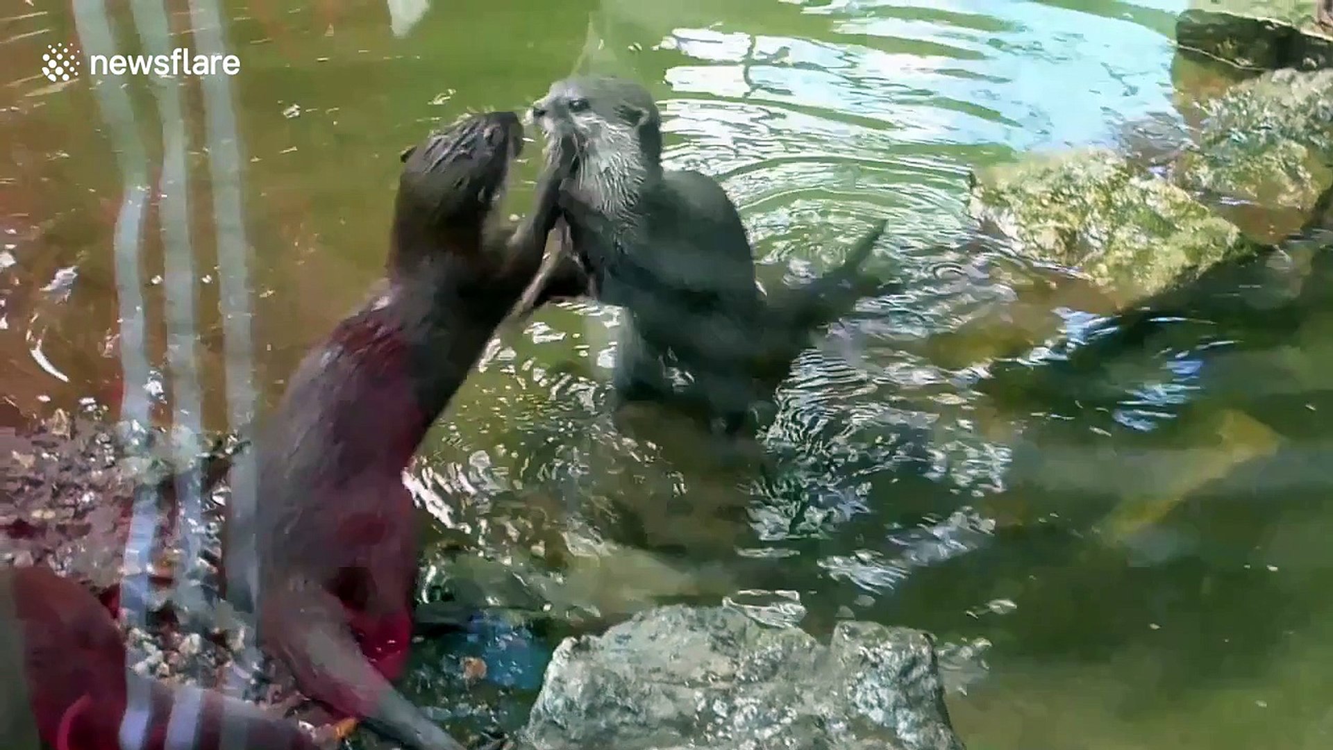 ⁣Otters have epic wrestling contest at zoo