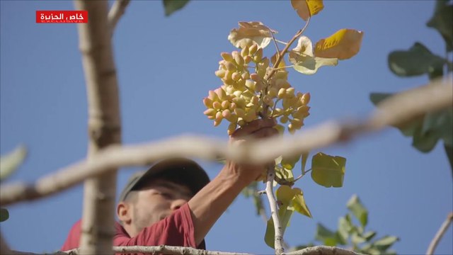 آلاف العائلات السورية في ريف حماة تفقد مصدر رزقها