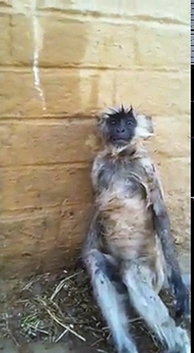 Monkey Reaction |