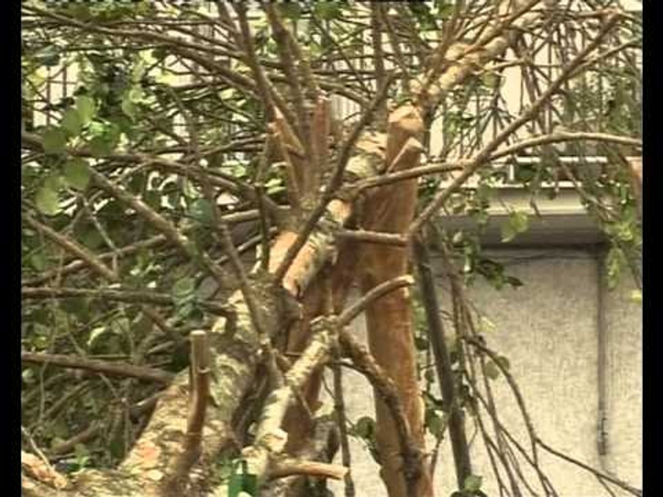 il maggio di accettura 1/4