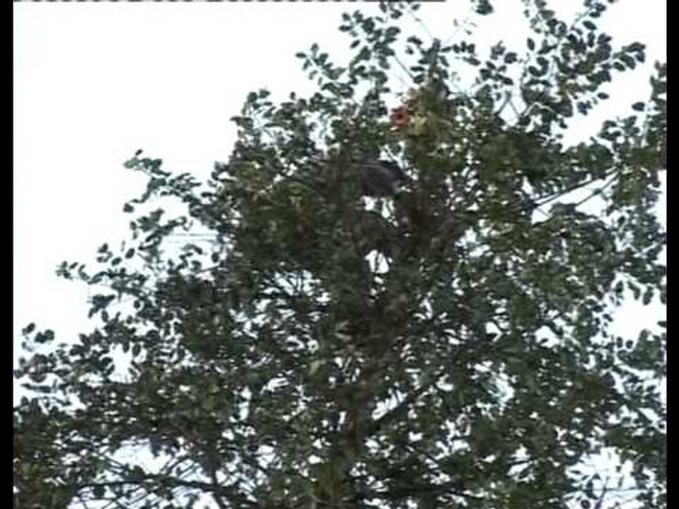 il maggio di accettura 4/4