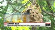 Warmer temperatures bring more insect attacks to Korea