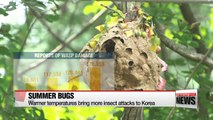 Warmer temperatures bring more insect attacks to Korea