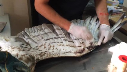 Manisa Yaralı Kartal Tedaviye Alındı