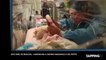 Beauval : les images de la naissance des bébés pandas (Vidéo)