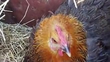 Chicken “mother” of kittens