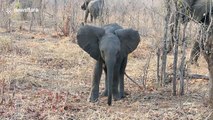 Cute baby elephant tries to intimidate safari group