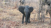 Cute baby elephant tries to intimidate safari group