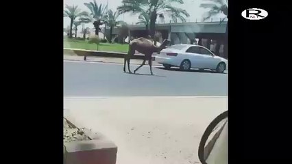 شاهد .. جمل يتجول في شارع المطار في بغداد