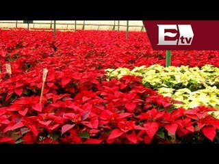 Conoce el proceso de producción de la flor de  Noche Buena en Yucatán / Vianey Esquinca