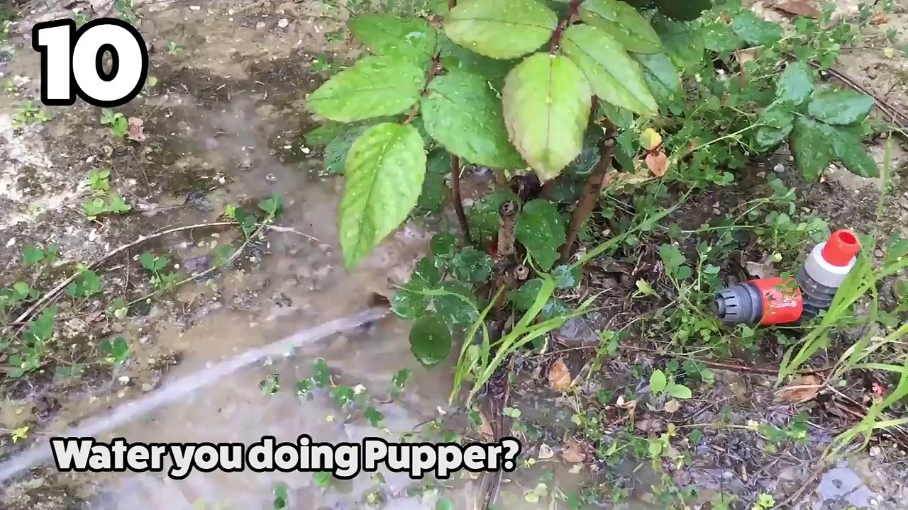 Top Ten Funny-Cute Pet Videos of August Part 1