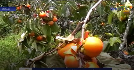 Persimmon Fruit Season Starts in Ooty-Oneindia Tamil