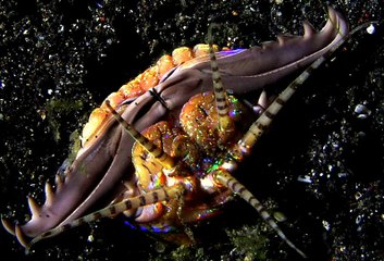 Bobbit Loài thuỷ quái lắm chân