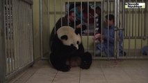 VIDEO. ZooParc de Beauval (41) : deux pandas naissent, le plus fort survit