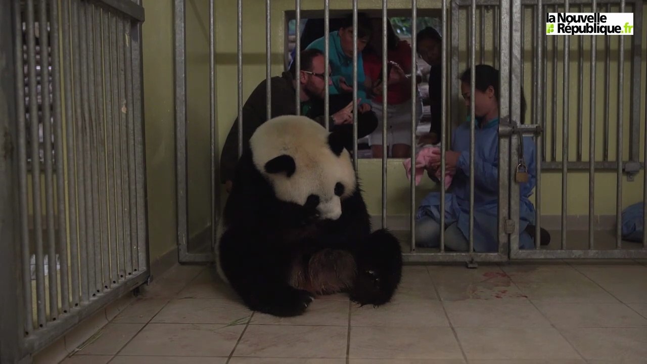 VIDEO. ZooParc de Beauval (41) : deux pandas naissent, le plus fort survit