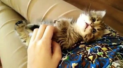 CUTE & AWESOME CATS 4